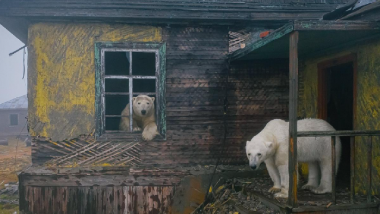 Arinjtë polarë pushtojnë ishullin e braktisur në Rusi