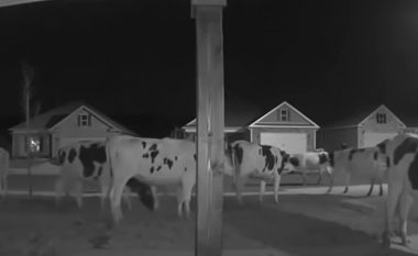 Natën vonë – lopët e arratisura i bëjnë një vizitë një lagjeje në Gjeorgjia