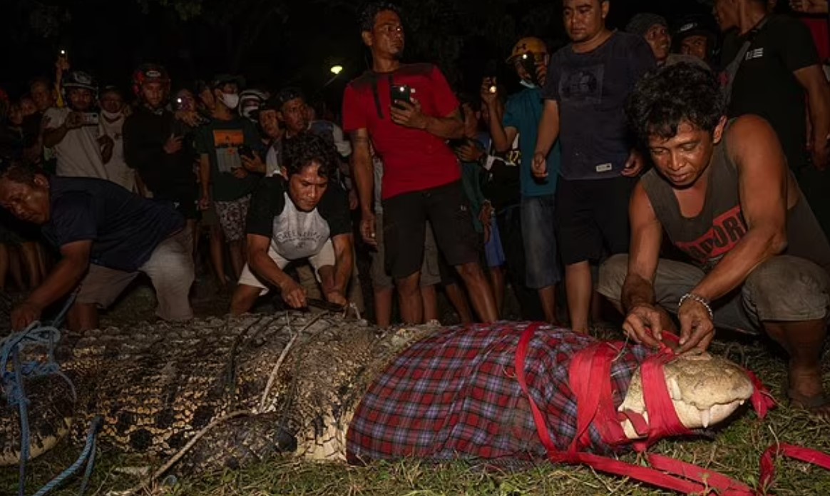 Banorët lirojnë krokodilin pasi kishte notuar për gjashtë vjet me një gomë rreth qafës