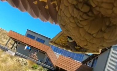 Papagalli vodhi kamerën GoPro në një park të Zelandës së Re dhe fluturoi bashkë me të
