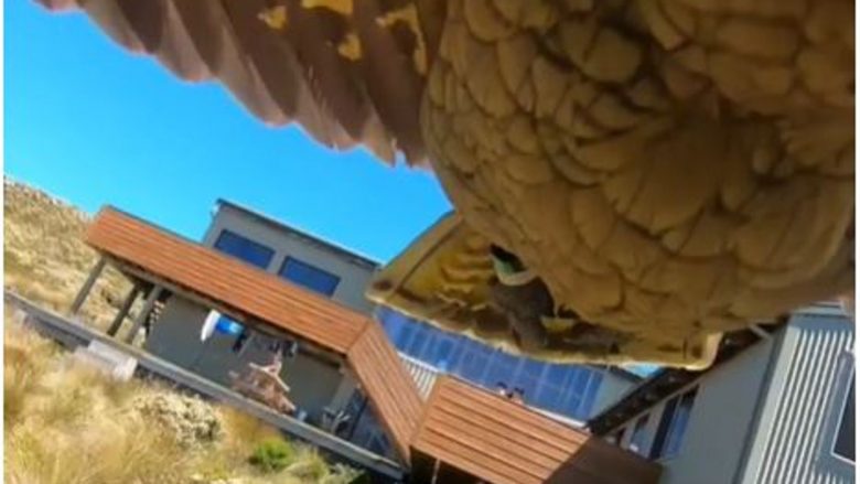 Papagalli vodhi kamerën GoPro në një park të Zelandës së Re dhe fluturoi bashkë me të