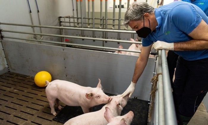 Researchers are cloning pigs for human heart transplants Daily News