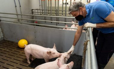 Studiuesit gjermanë planifikojnë dhe të rrisin derra të modifikuar për të shërbyer si donatorë të zemrës