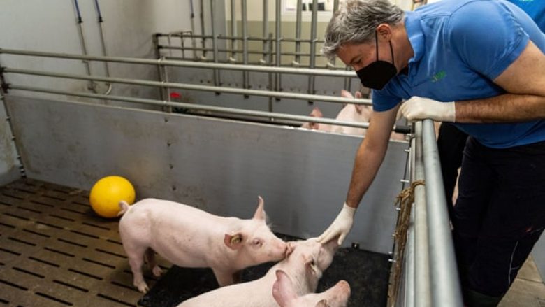 Studiuesit gjermanë planifikojnë dhe të rrisin derra të modifikuar për të shërbyer si donatorë të zemrës