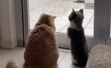 Këto mace panë për herë të parë borën që binte – reagimi i tyre është shumë i ëmbël