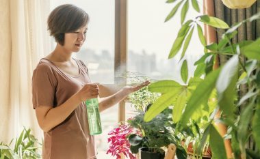 Peroksidi i hidrogjenit mund t'i kthejë në jetë bimët tuaja shtëpiake që po kalben