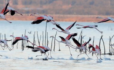 Ndryshimet klimatike ndikojnë në rënien e numrit të zogjve shtegtarë në Shqipëri