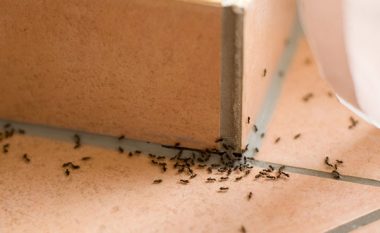Disa mënyra për t’i larguar milingonat nga shtëpia përgjithmonë