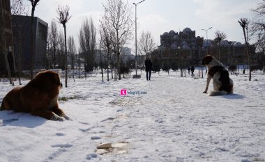​Themelohet grupi punues për trajtimin e qenve endacak në Prishtinë