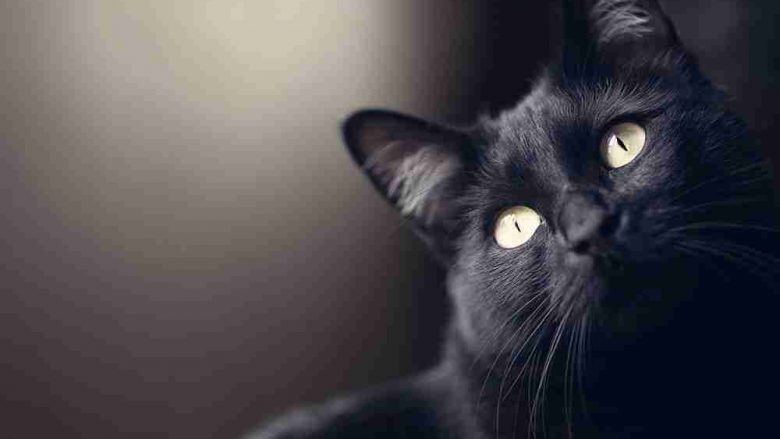 A e dini se macja juaj mund të shohë gjëra që për syrin e njeriut janë të padukshme?