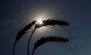 Ukraina mund të mos prodhojë mjaftueshëm grurë dhe misër për të eksportuar gjatë këtij viti