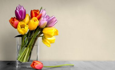 Truku i kopshtarëve me përvojë: Pse nuk duhet t’i vendosni kurrë tulipanët në ujë të freskët?