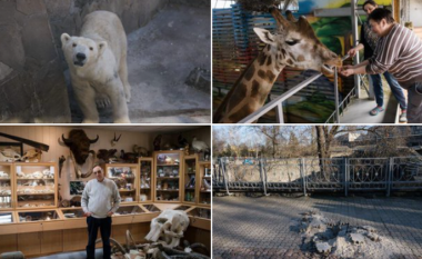 Kopshti i bombarduar zoologjik ukrainas u kërkon njerëzve të blejnë bileta elektronike – pavarësisht se nuk do të mund ta vizitojnë