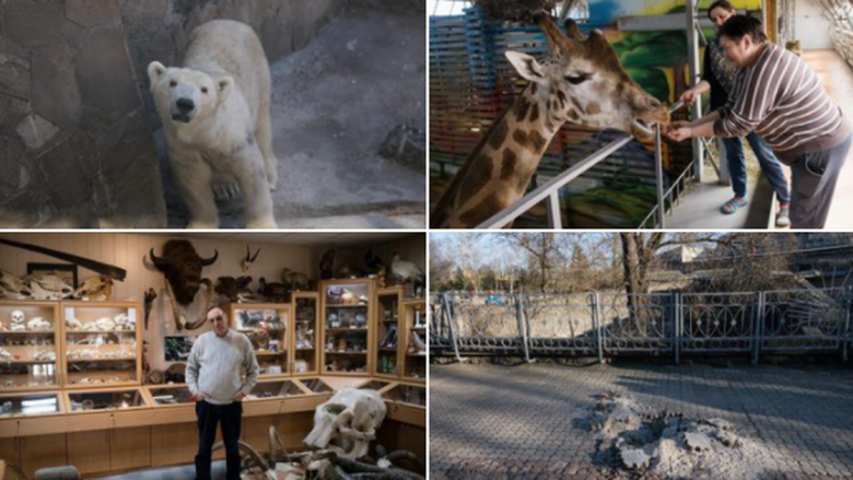 Kopshti i bombarduar zoologjik ukrainas u kërkon njerëzve të blejnë bileta elektronike – pavarësisht se nuk do të mund ta vizitojnë