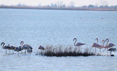 Flamingot popullojnë lagunën e Vainit në Lezhë, shpërblim i natyrës për qetësinë e shtuar në zonë