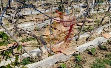 Mbolli 440 rrënjë kanabis mes agrumeve dhe vreshtit, vihet në pranga 53-vjeçari në Fushë Milot