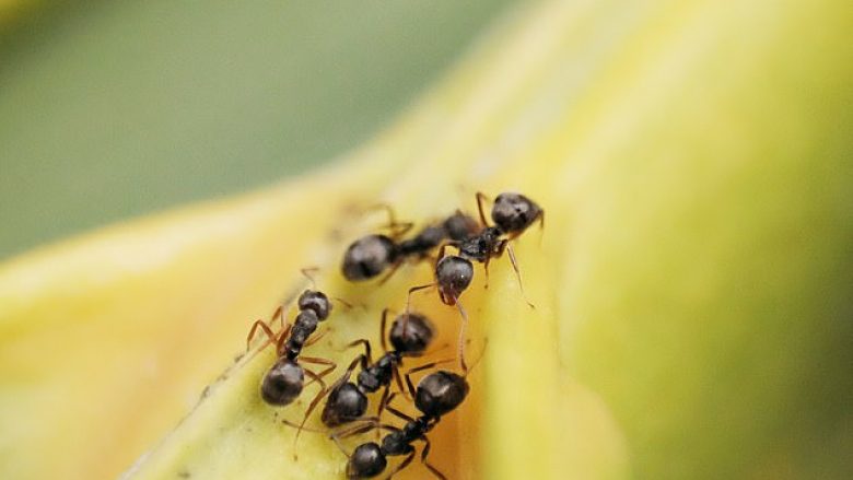 Milingonat mund të përdoren për të zbuluar kancerin sepse mund të nuhasin sëmundjen si qentë, sugjeron studimi