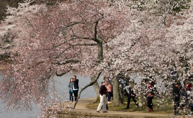 Mijëra njerëz vizitojnë pemët e famshme të qershive në Washington DC