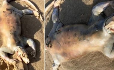 Një krijesë e çuditshme u gjet në një plazh të Australisë