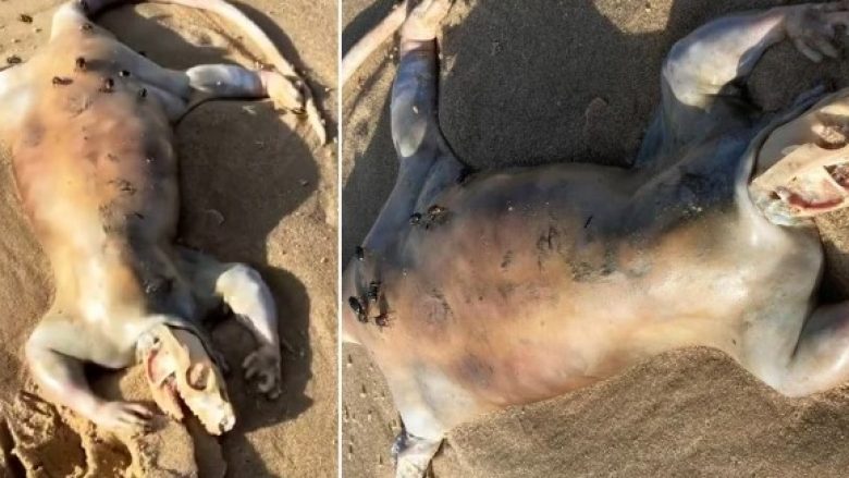 Një krijesë e çuditshme u gjet në një plazh të Australisë