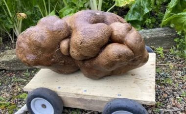 ‘Patatja më e madhe në botë’ rezulton se nuk është patate
