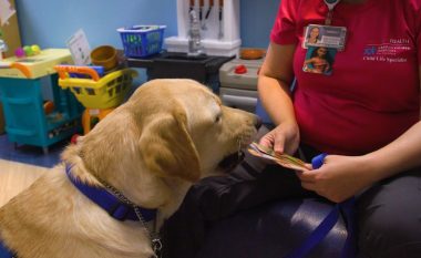 Qeni që di 40 komanda punësohet në spitalin e fëmijëve në Florida
