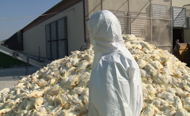 Shqipëri: Pula të ngordhura qëndrojnë prej pesë ditësh mbi tokë pranë pularive të infektuara