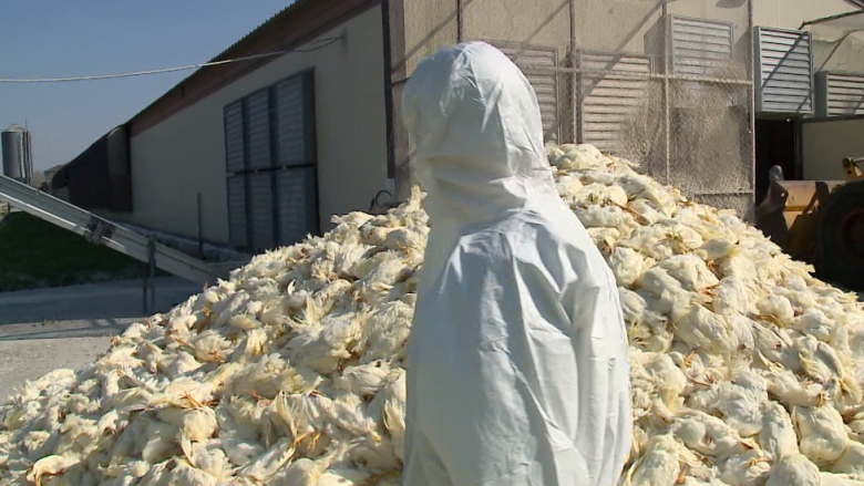 Shqipëri: Pula të ngordhura qëndrojnë prej pesë ditësh mbi tokë pranë pularive të infektuara