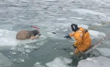 Një qen që përfundoi në një copë akulli në lumin e ngrirë të Detroitit shpëtohet nga zjarrfikësi hero