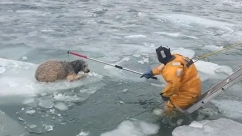 Një qen që përfundoi në një copë akulli në lumin e ngrirë të Detroitit shpëtohet nga zjarrfikësi hero