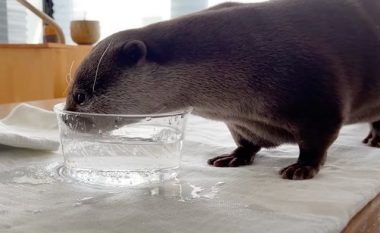Kafsha shijoi për herë të parë ujin mineral – reagimi i tij bëhet viral