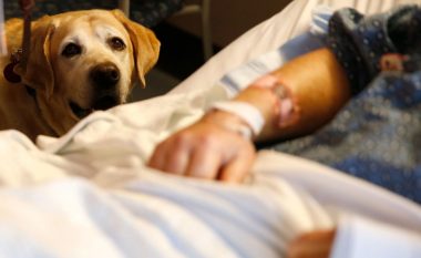 Shpenzimi i vetëm 10 minutave me qenin terapeutik mund të lehtësojë dhimbjen te pacientët në spital, zbulon studim