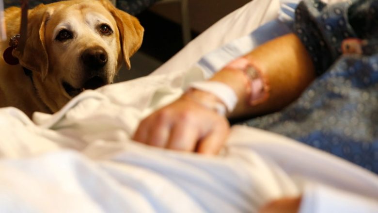 Shpenzimi i vetëm 10 minutave me qenin terapeutik mund të lehtësojë dhimbjen te pacientët në spital, zbulon studim