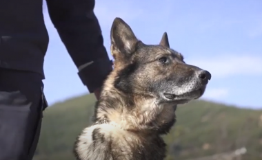 Qeni “hero” i policisë shqiptare del në pension, polici nuk ndahet dot prej tij dhe e adopton