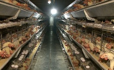 Gripi i shpezëve: Si u fshehën ngordhjet e pulave, dhe numri i tyre në Shqipëri