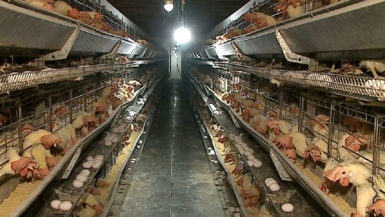 Gripi i shpezëve: Si u fshehën ngordhjet e pulave, dhe numri i tyre në Shqipëri