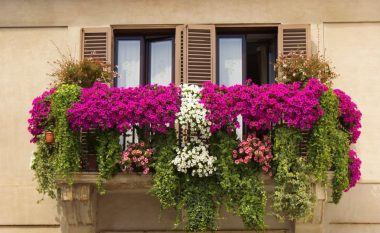 Këto bimë do të dekorojnë më së miri ballkonet tuaja në pranverë: Është koha të filloni të mbillni