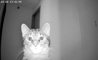 Macja gjeti një kamerë të fshehur dhe u trondit kur mësoi se pronari po e spiunonte