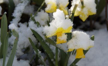 Pranvera nis me mot të ftohtë dhe ngrica, nga dita e enjte pritet rritje e temperaturave