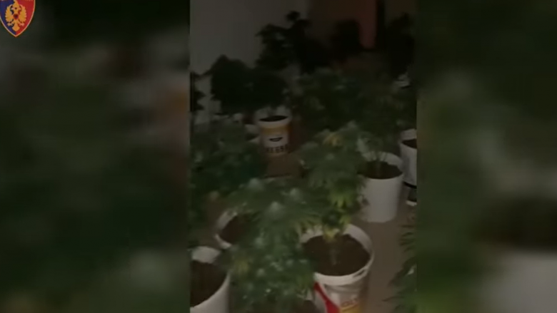 Kultivonte bimë narkotike me llamba në banesë, arrestohet 32-vjeçari në Tiranë