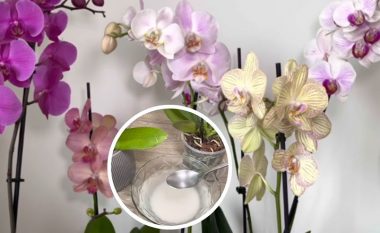 Zhyteni këtë ushqim në ujë dhe ujisni orkidenë – do të lulëzojë gjatë dhe me bollëk