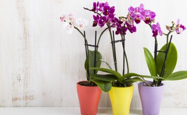 Vlerat shëndetësore të orkidesë