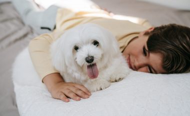 Këto raca qensh do t'ju ofrojnë mbështetje emocionale kur jeni duke kaluar kohën më të vështirë