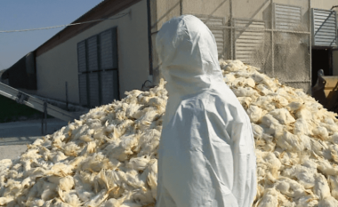 Shqipëri, 340 mijë shpendë të ngordhur – bizneset rrezikojnë të mos dëmshpërblehen