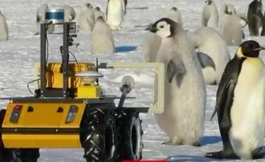Roboti Echo që “spiunon” pinguinët në Antarktidë
