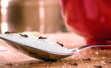 Si të shpëtojmë nga milingonat në mënyrë natyrale?