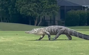Krokodili futet në një fushë të golfit në Florida