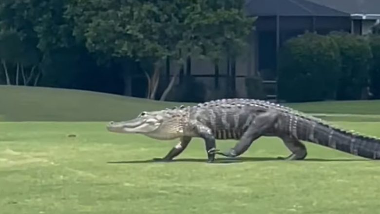 Krokodili futet në një fushë të golfit në Florida