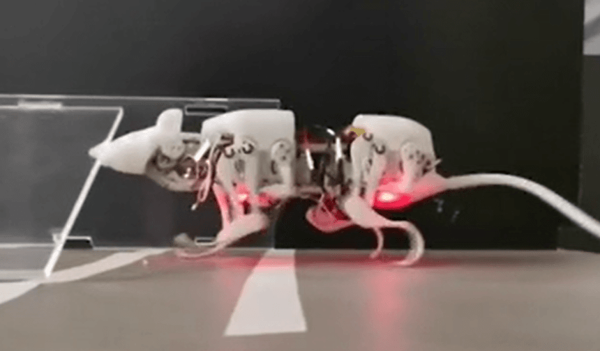 Scientists develop robotic mouse that could soon be used in search and ...