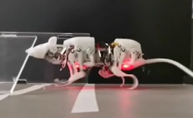 Shkencëtarët zhvillojnë miun robotik që së shpejti mund të përdoret në misione kërkim-shpëtimi